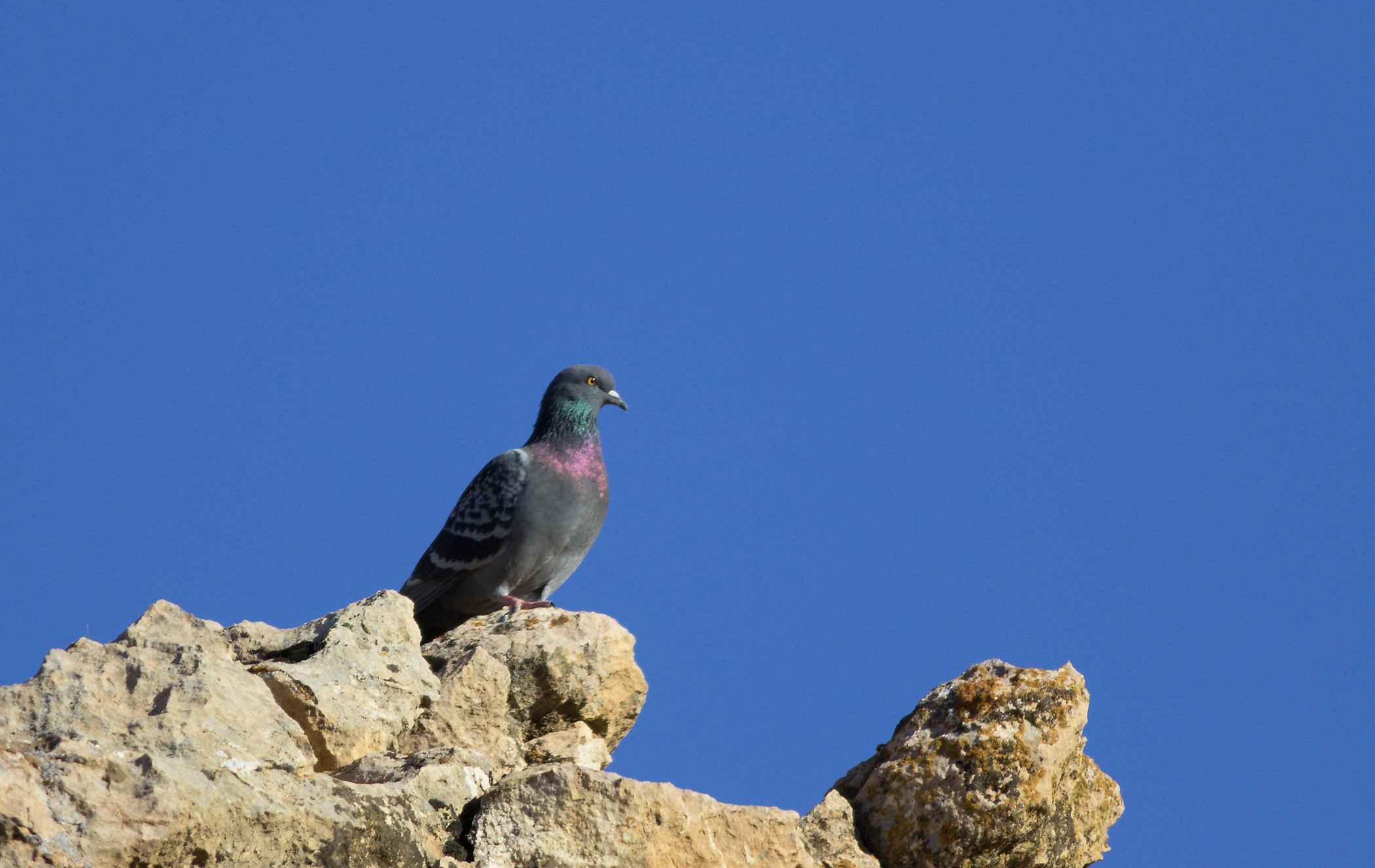 Rock Pigeon